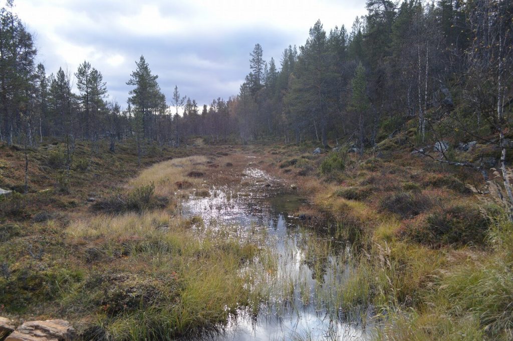 フィンランドのウルホ・ケッコネン国立公園